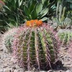 Ferocactus Cactus