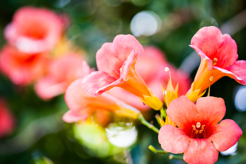 4 of the Best Climbing Plants for Small Gardens in Arizona | Mesa Awning