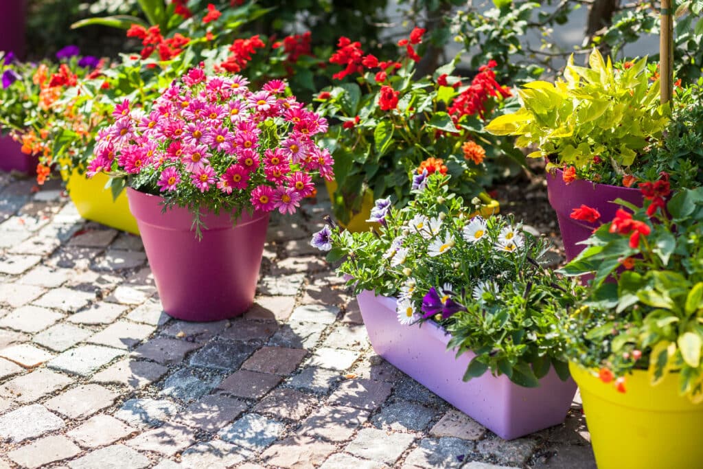 Container Gardening for Sun