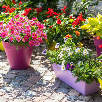 Container Gardening for Sun