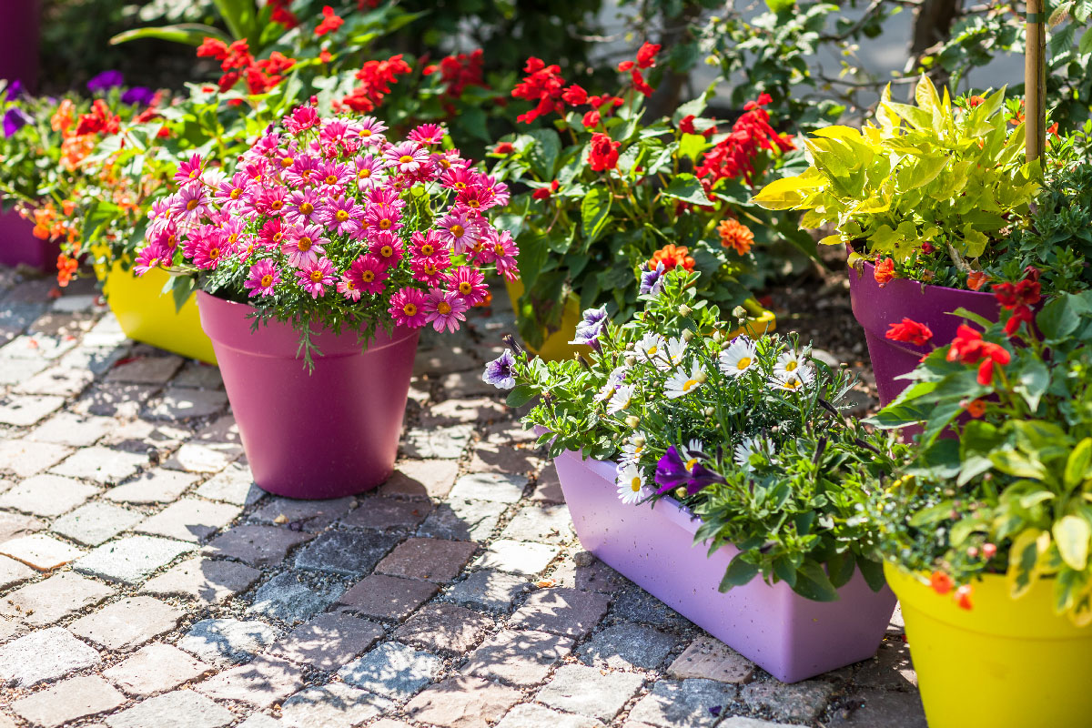 Container Gardening for Sun