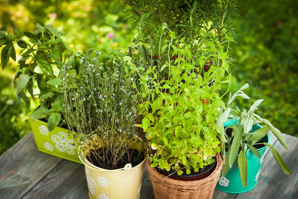 Herb Container Garden