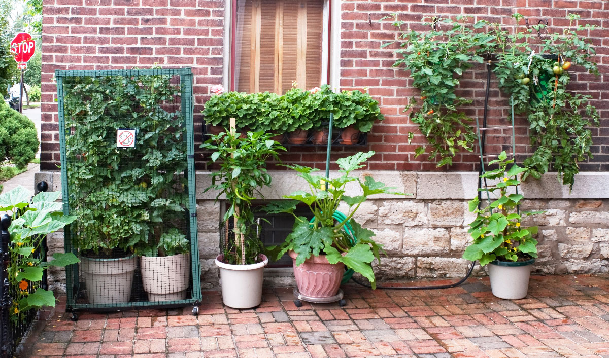 Vegetable Container Garden