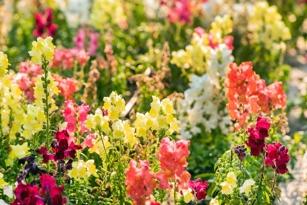 colorful snapdragon flowers in the garden