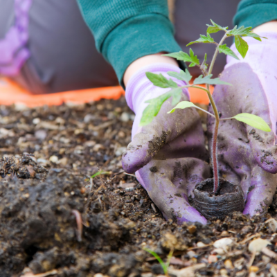 a woman plants a seedling in her front yard