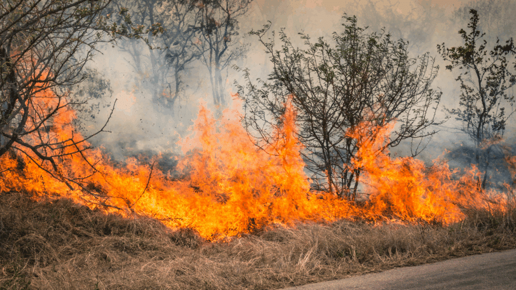 3 Ways to Protect Your Home from a Wildfire