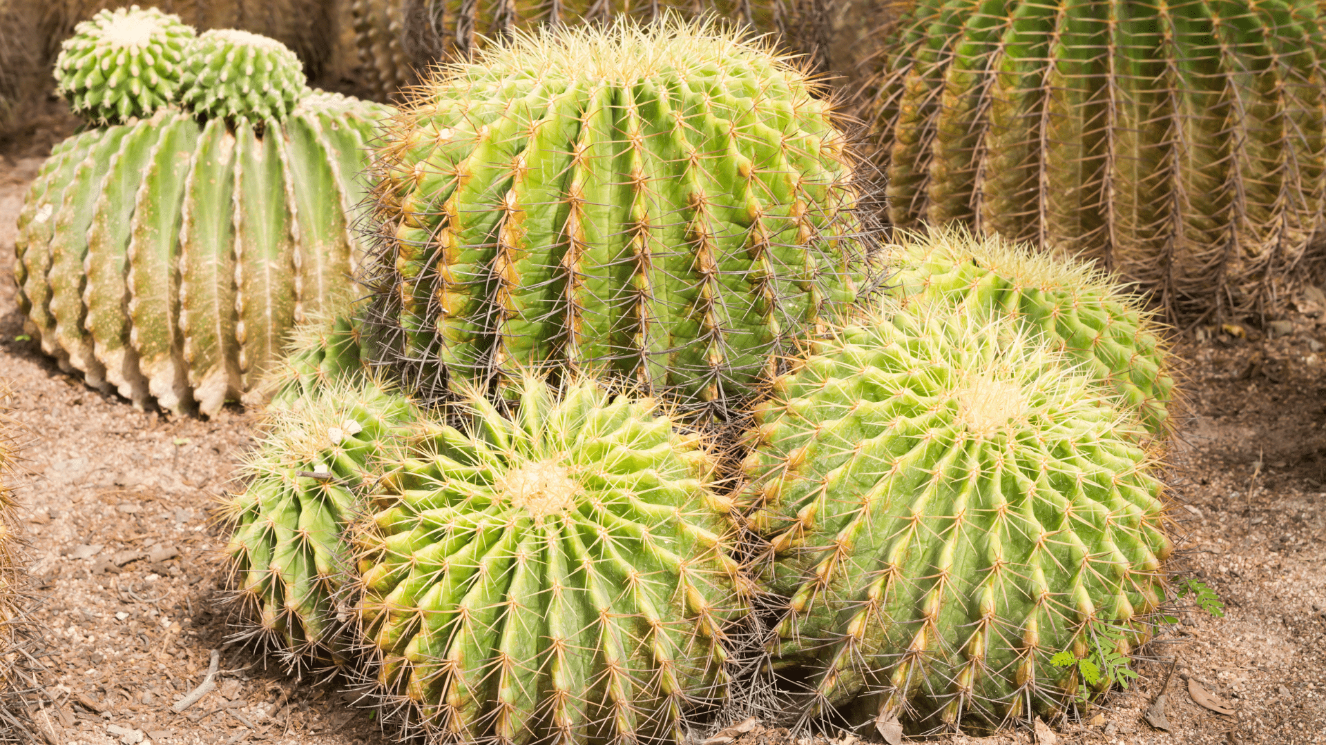 Improve Your Homes Curb Appeal with Cactus in Your Landscaping and Improve the Value with a New Awning from Mesa Awning