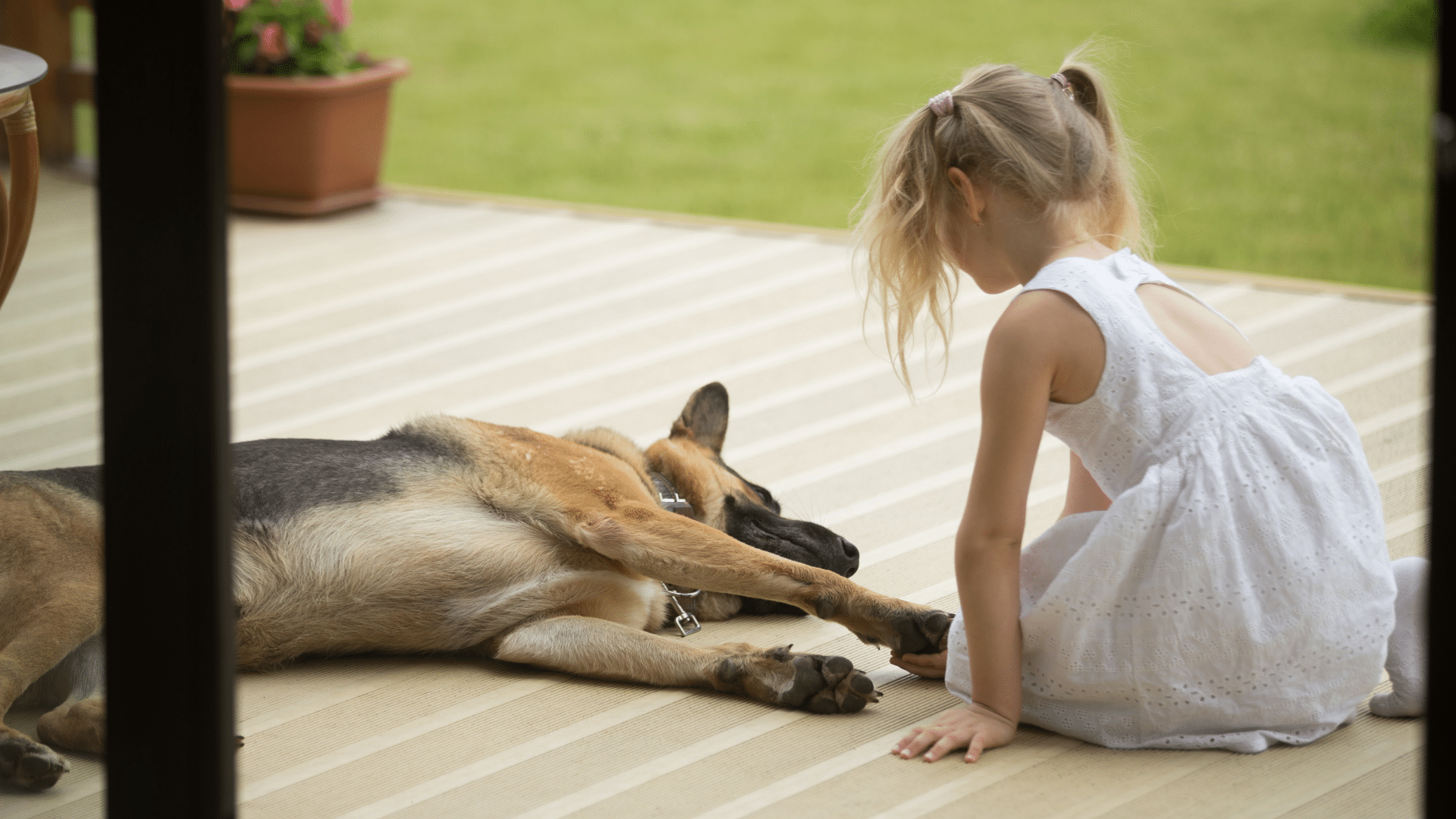 Pet Enjoying Covered Porch Mesa Awning